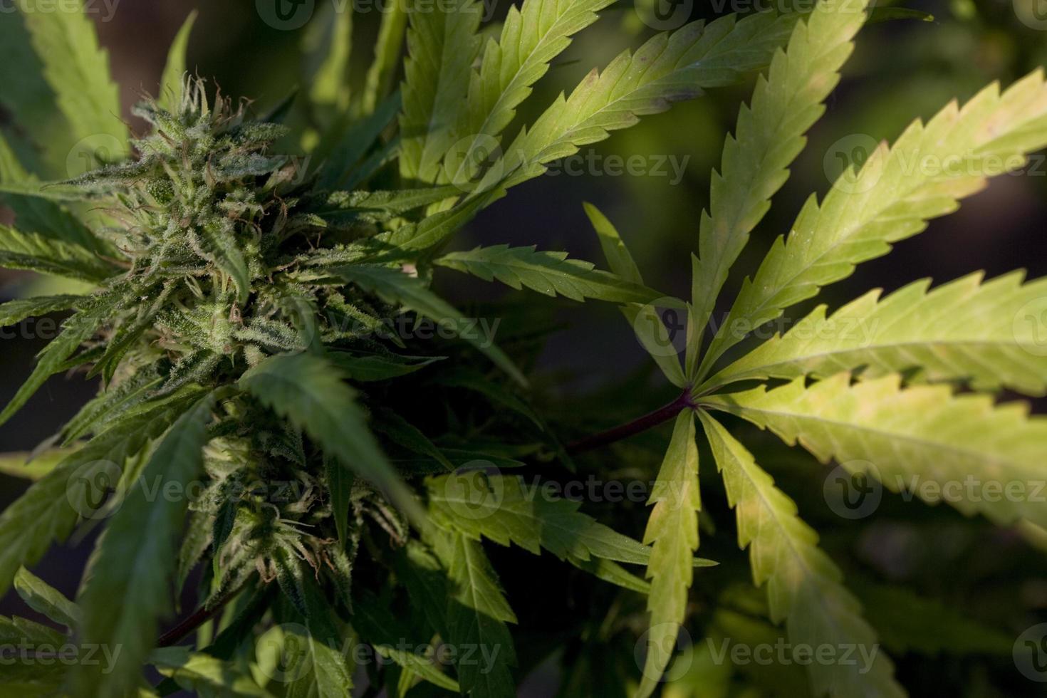 coltivazione di cannabis su una terrazza a madrid foto