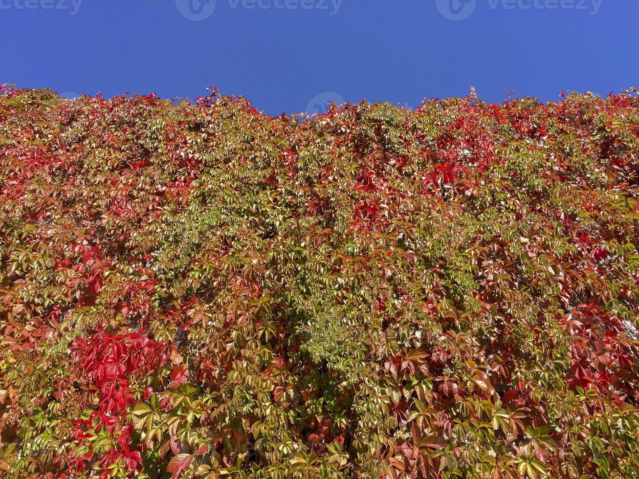 l'edera inizia ad arrossire in autunno foto