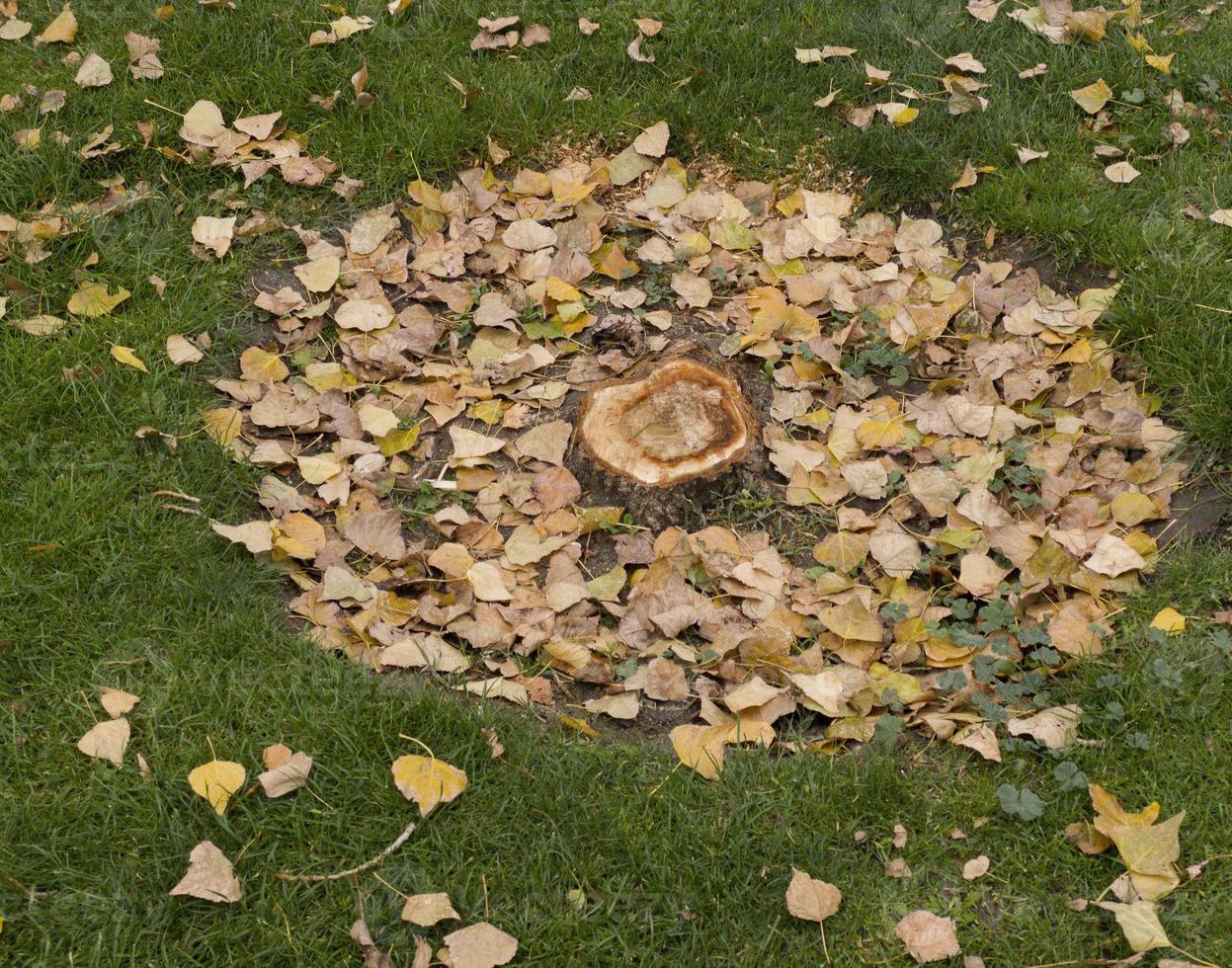 albero appena tagliato con le foglie morte ancora a terra, autunno, madrid, spagna foto