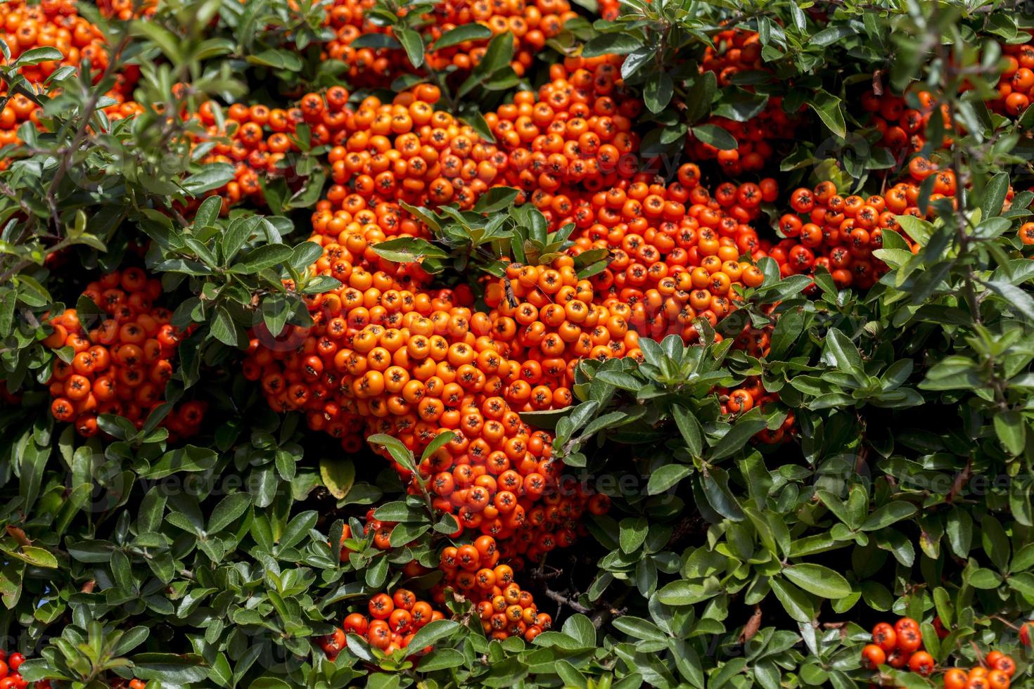 Agazzino, pyracantha coccinea, con le sue bacche di bagliore arancione nella provincia di soria, castilla y leon, spagna foto