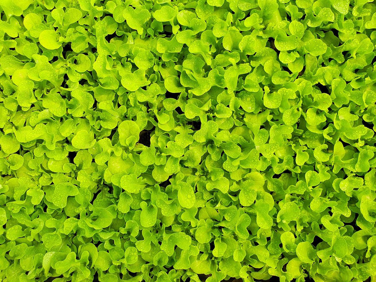 Close up di insalata piantagione di verdure in una serra in un'azienda agricola biologica organic foto