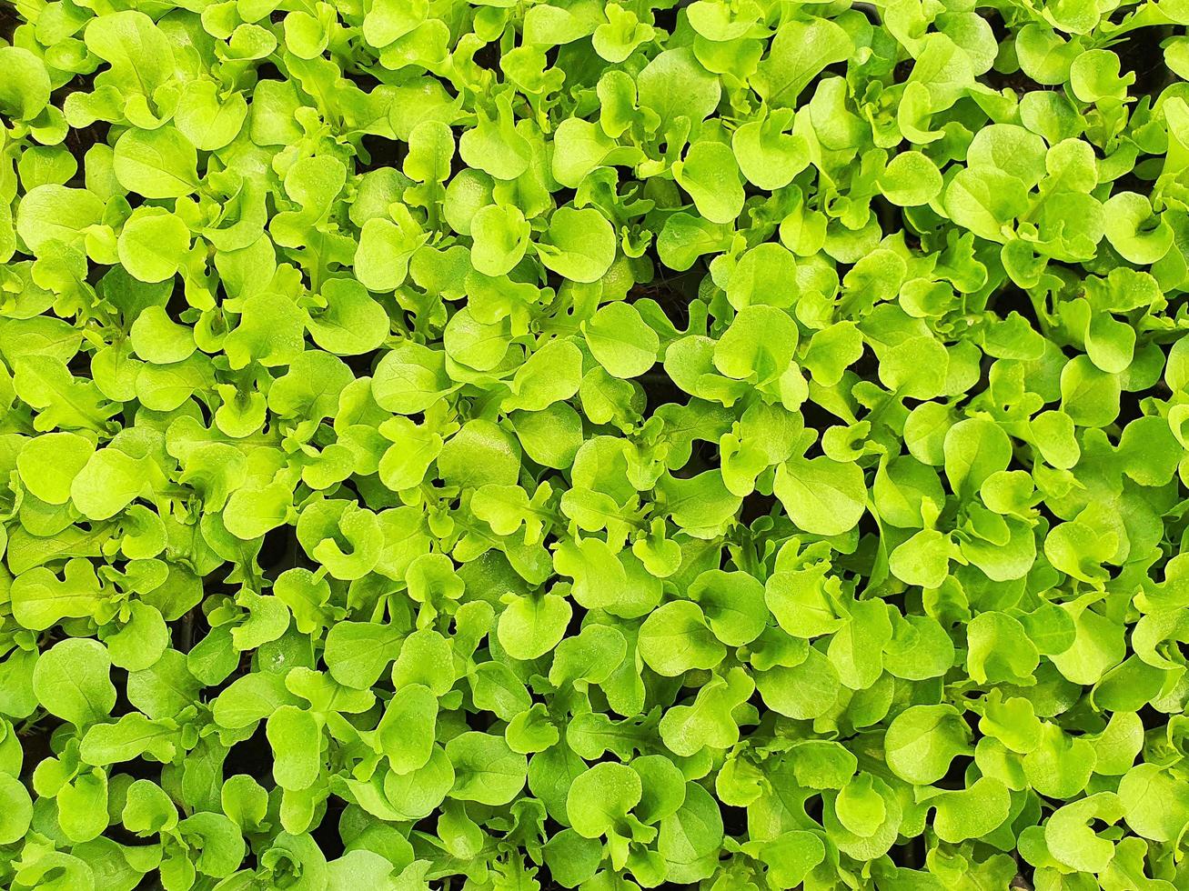 Close up di insalata piantagione di verdure in una serra in un'azienda agricola biologica organic foto