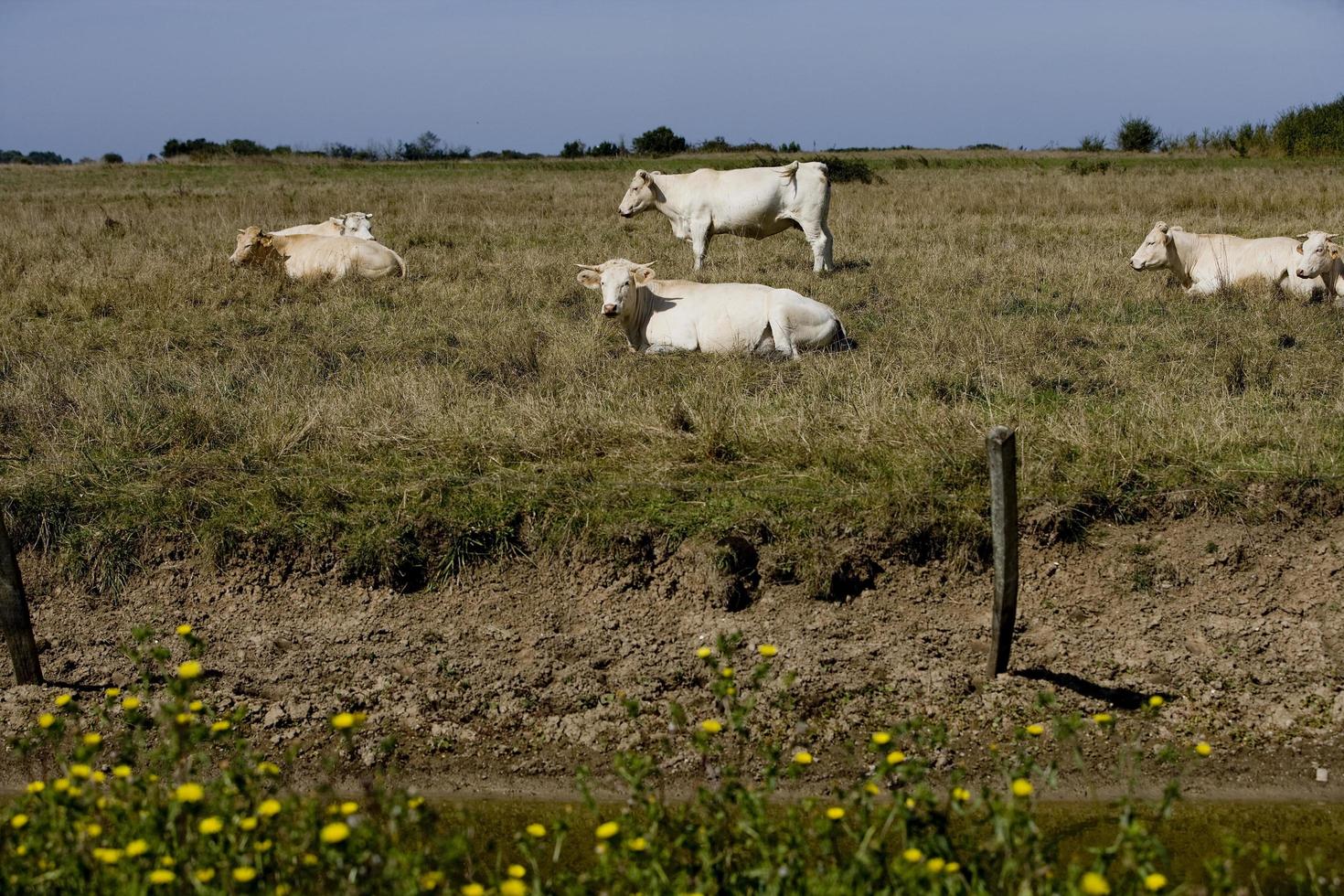 mandria di mucche charentaise, francia foto