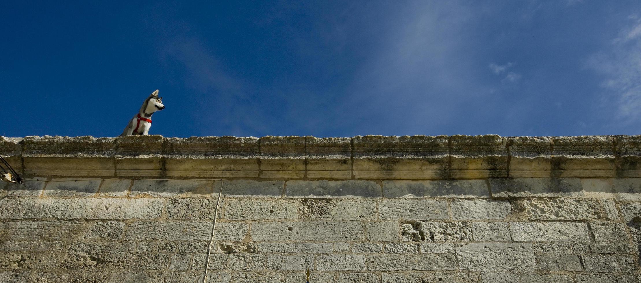 cane husky si è arrampicato sul muro di pietra della vecchia fucina royal royal battuto, nella provincia marittima della charente, francia foto