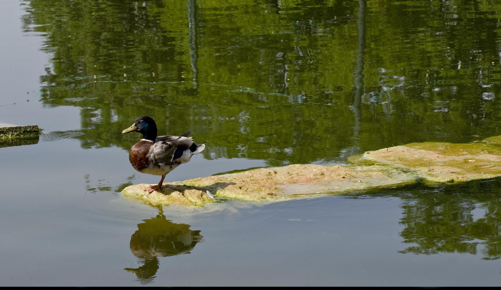 anatra sul fiume lotto in francia foto