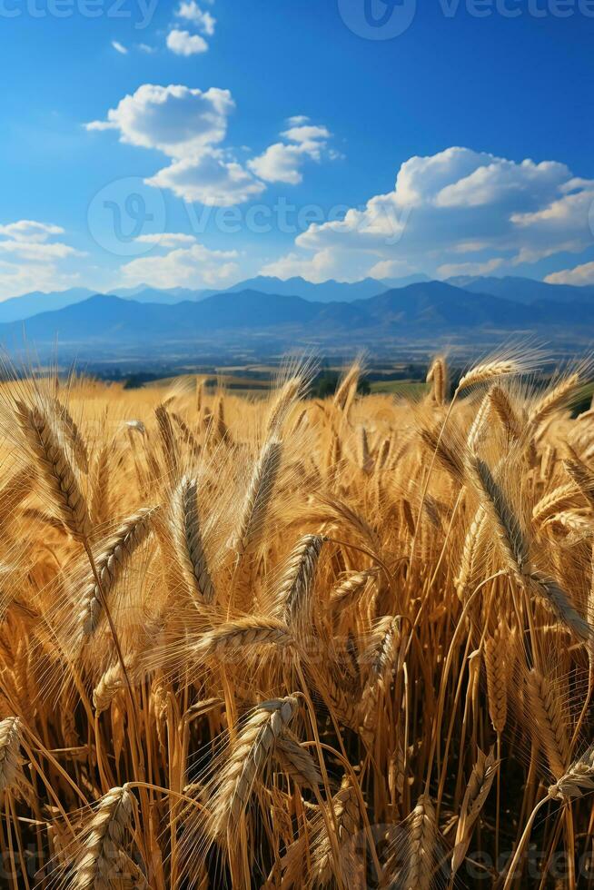 chiaro cielo, rotolamento montagne, d'oro Grano campi. ai generativo foto