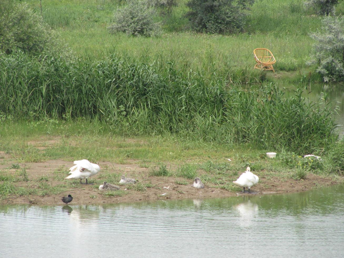 famiglia di animali bianchi oche va a bere acqua dal laghetto foto