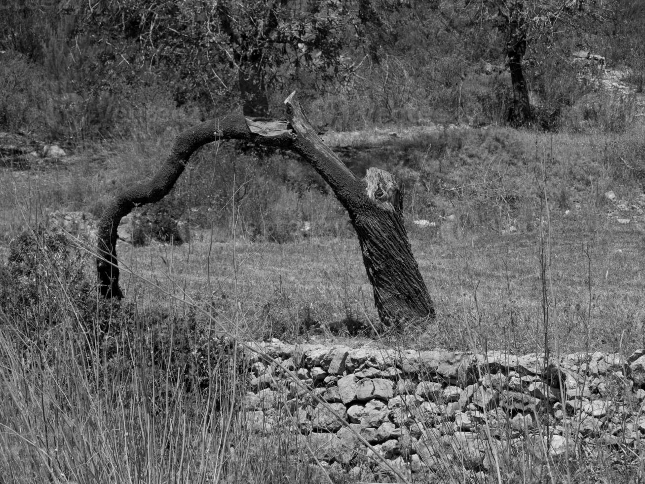 il isola di ibiza foto