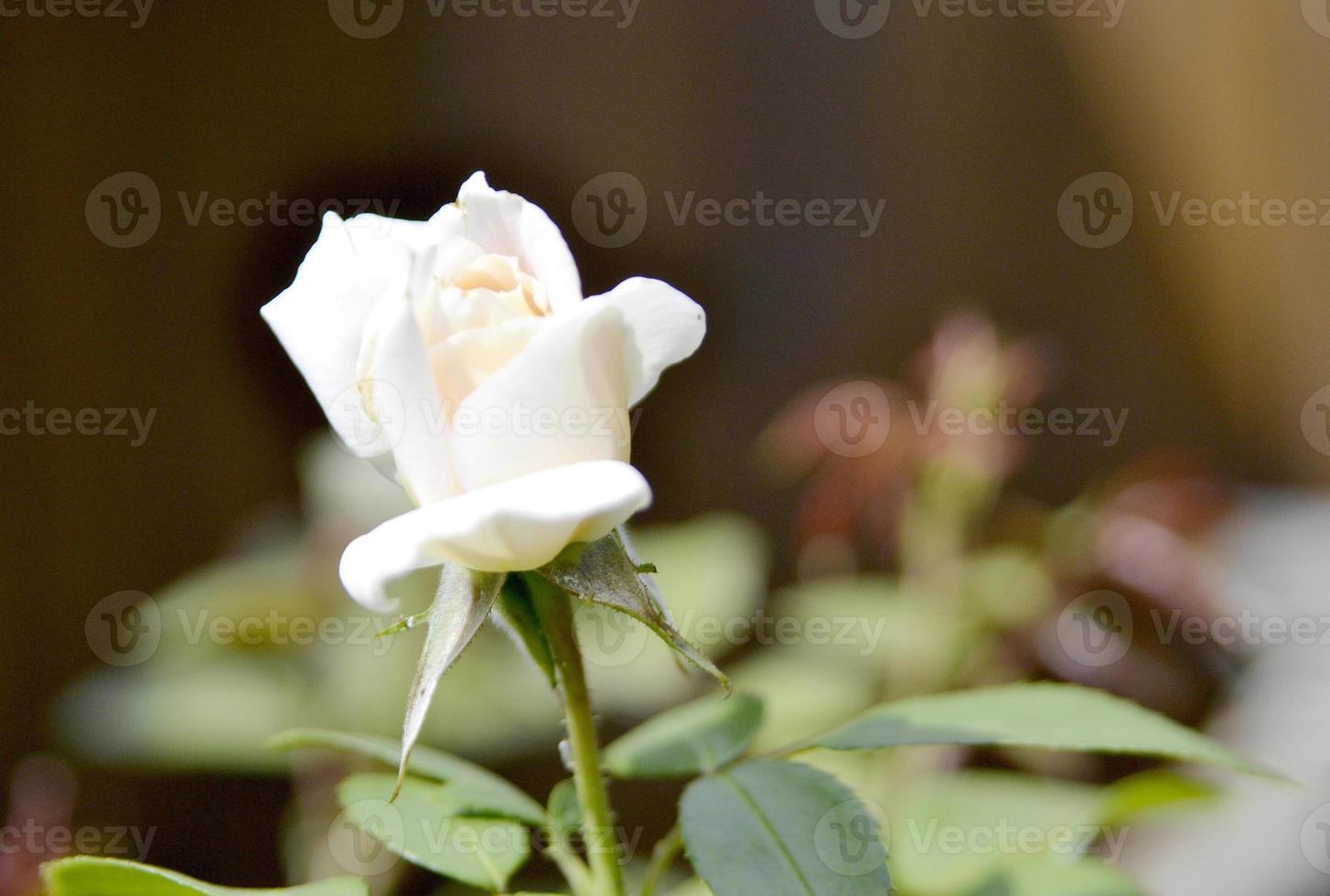 fiore di bellezza selvaggia con nettare che fiorisce nella campagna del campo foto