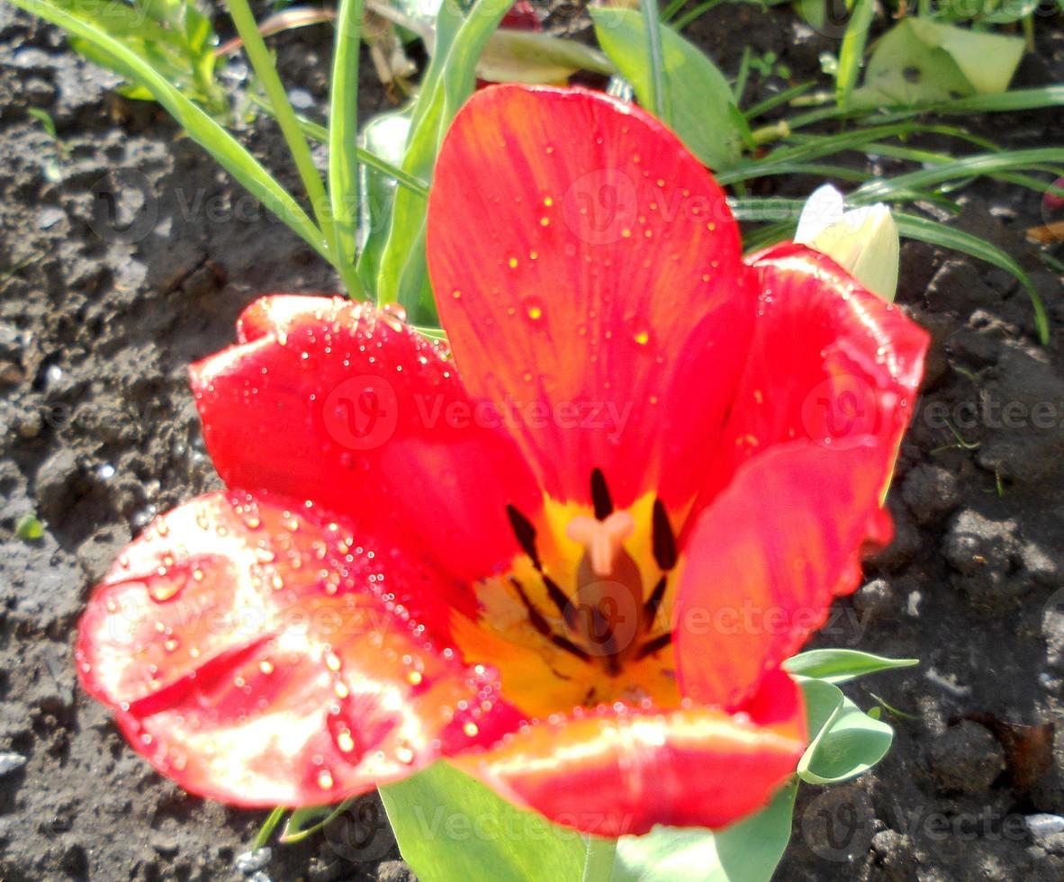 tulipano fiore rosso in fiore con foglie verdi, natura vivente foto