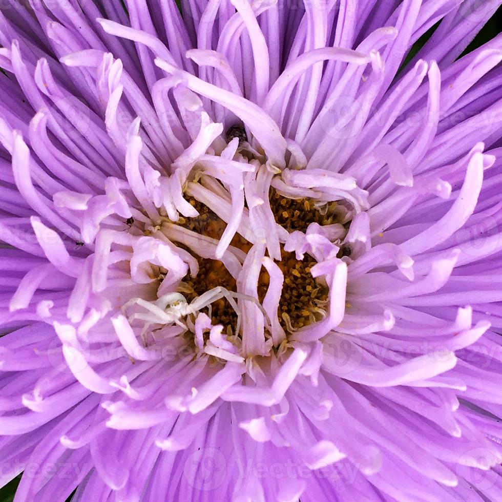 fiore che sboccia con foglie, natura naturale vivente foto