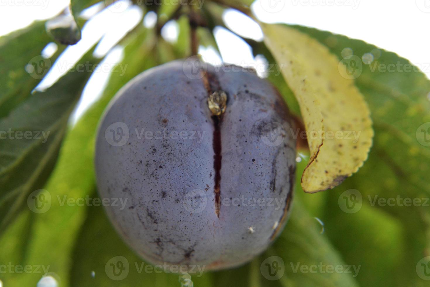 prugna viola intera di frutta matura con foglia di gambo verde foto