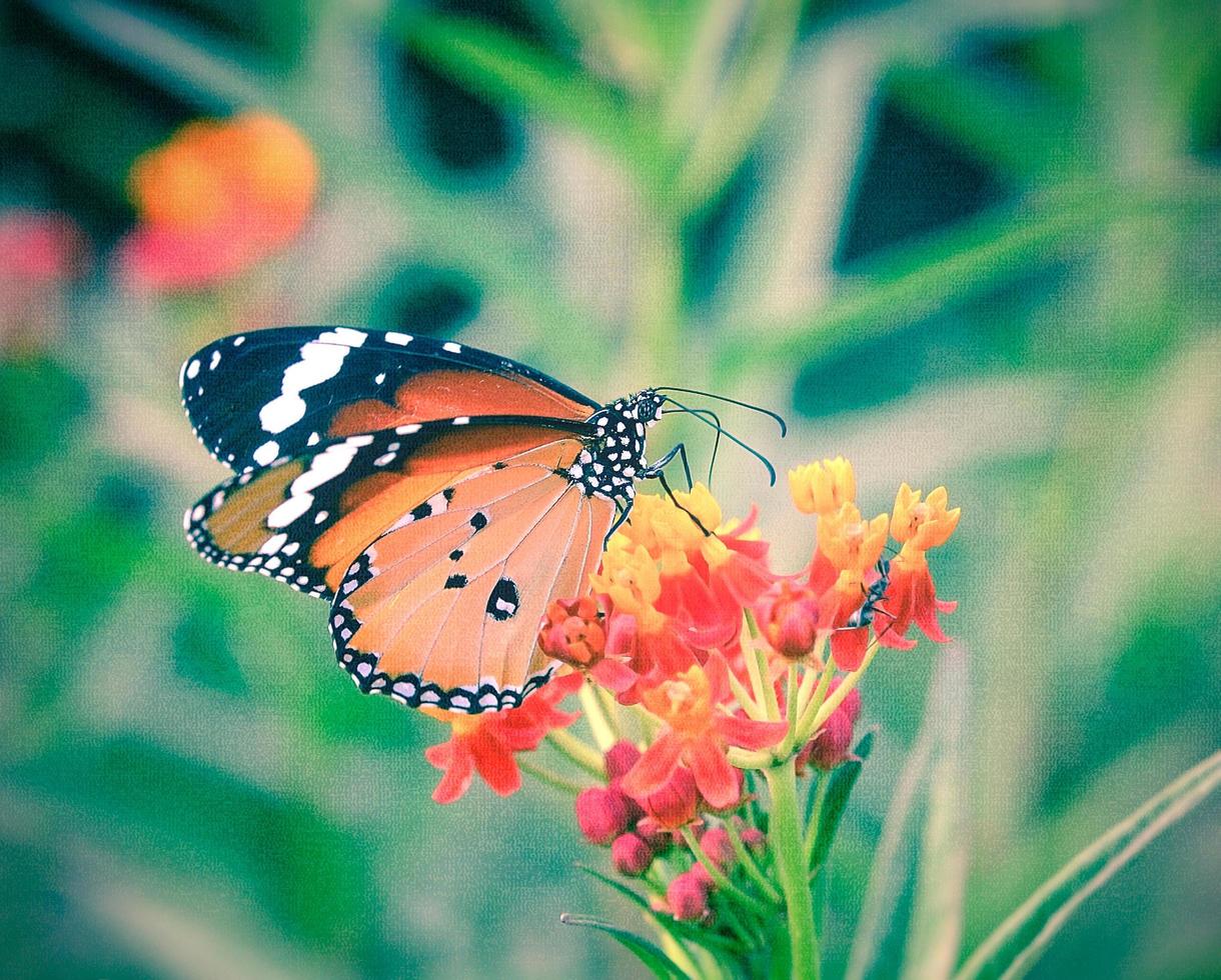 farfalla sul fiore d'arancio foto