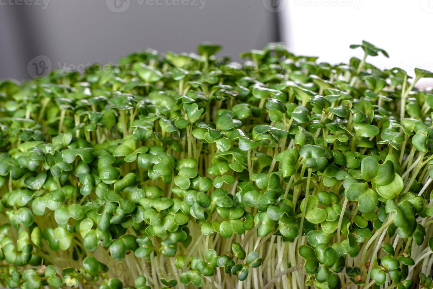 scatola con germogli freschi di micro ravanelli verdi per aggiungere cibo sano ai piatti foto