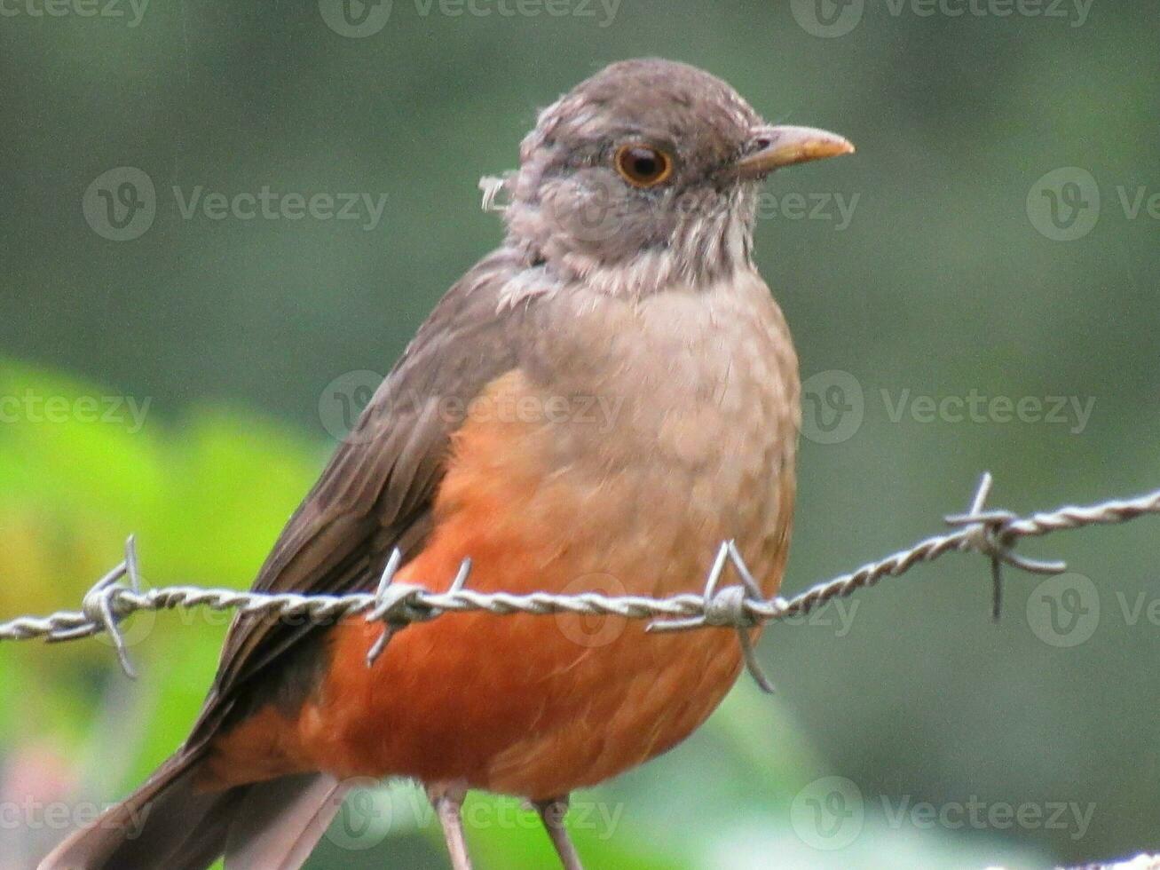 sabia laranjeira nome scientifico turdus rufiventris nome em ingles ventre rossiccio tordo foto