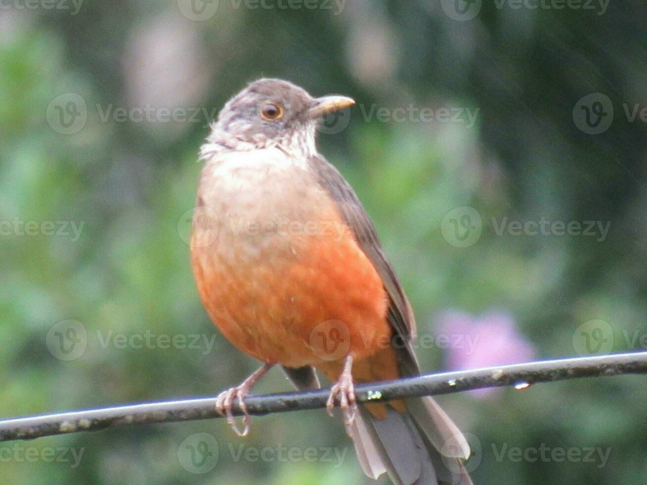 sabia laranjeira nome scientifico turdus rufiventris foto