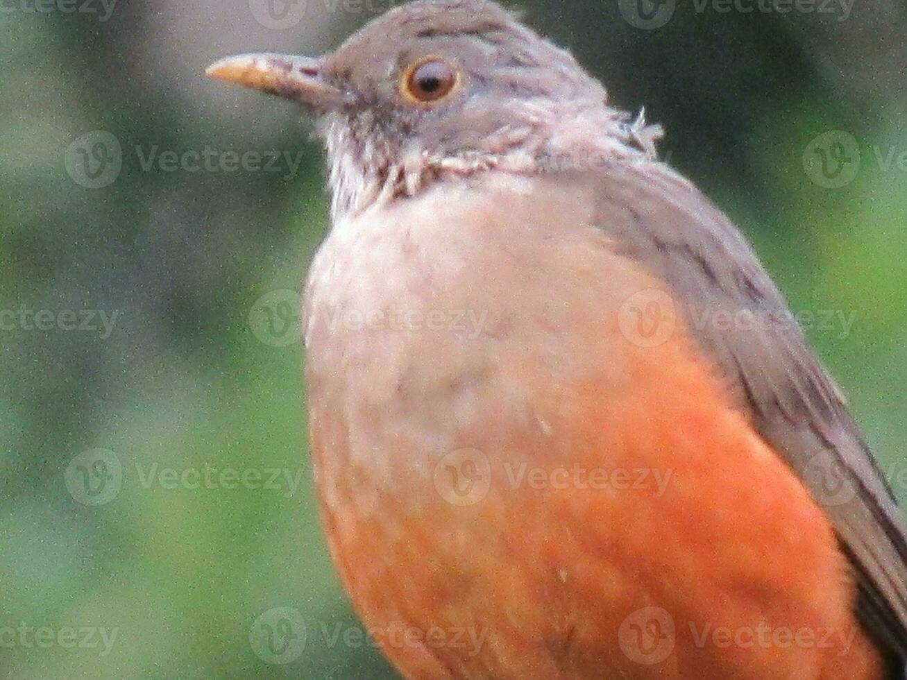 sabia laranjeira nome scientifico turdus rufiventris foto