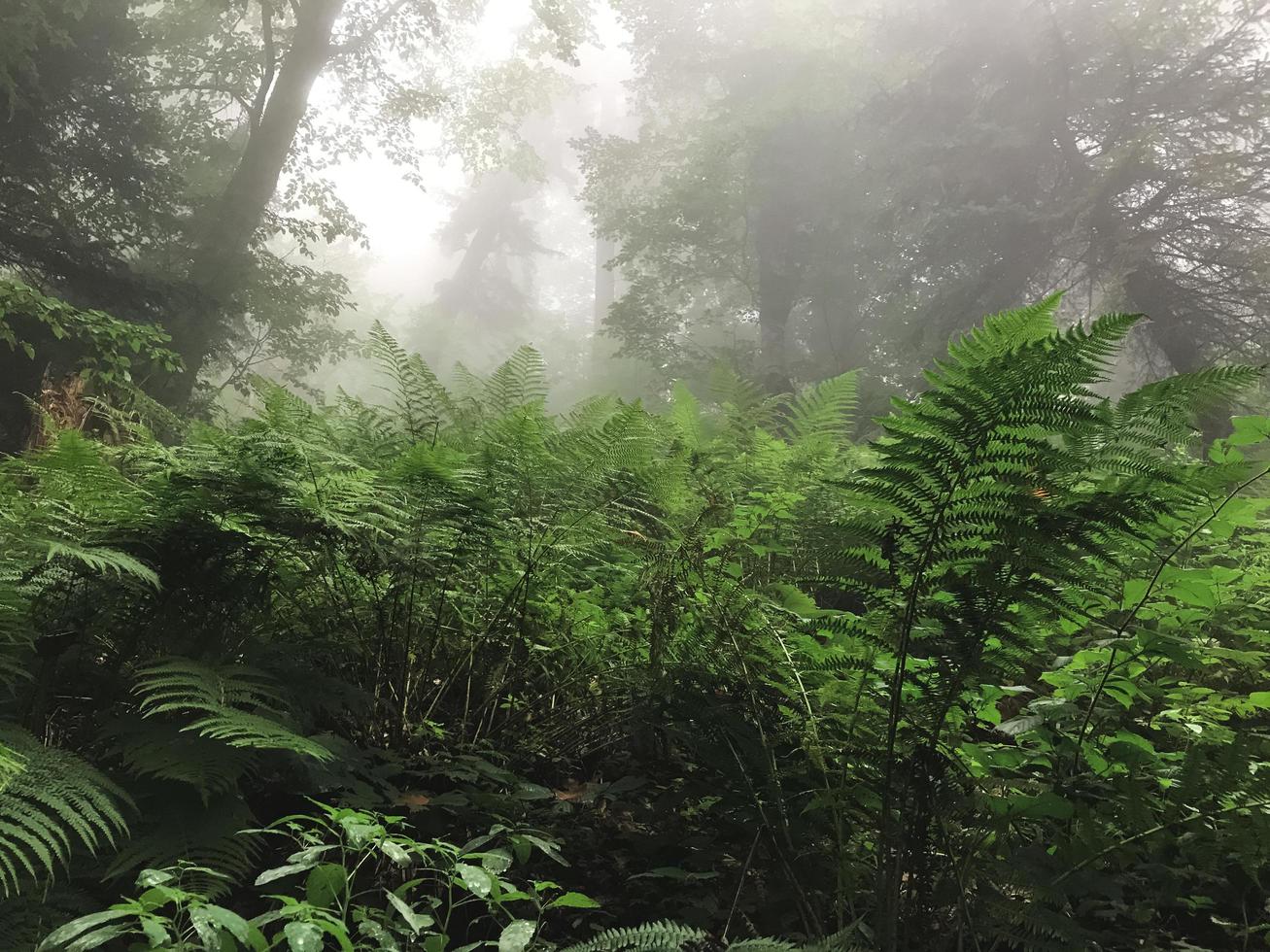 bella foresta di montagne del Caucaso nella nebbia. Russia foto