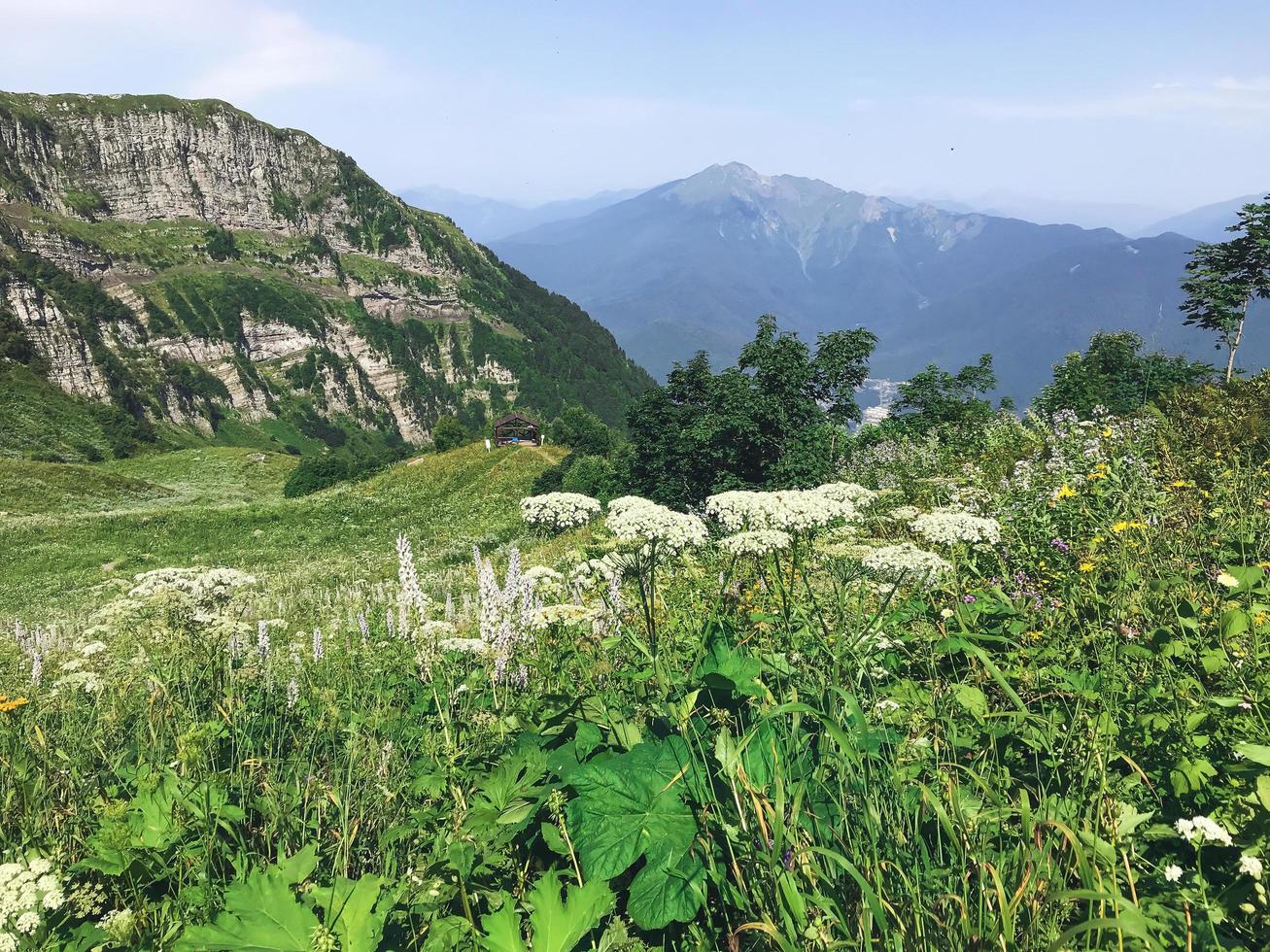 vegetazione sulla vetta delle montagne del Caucaso. roza khutor, russia foto