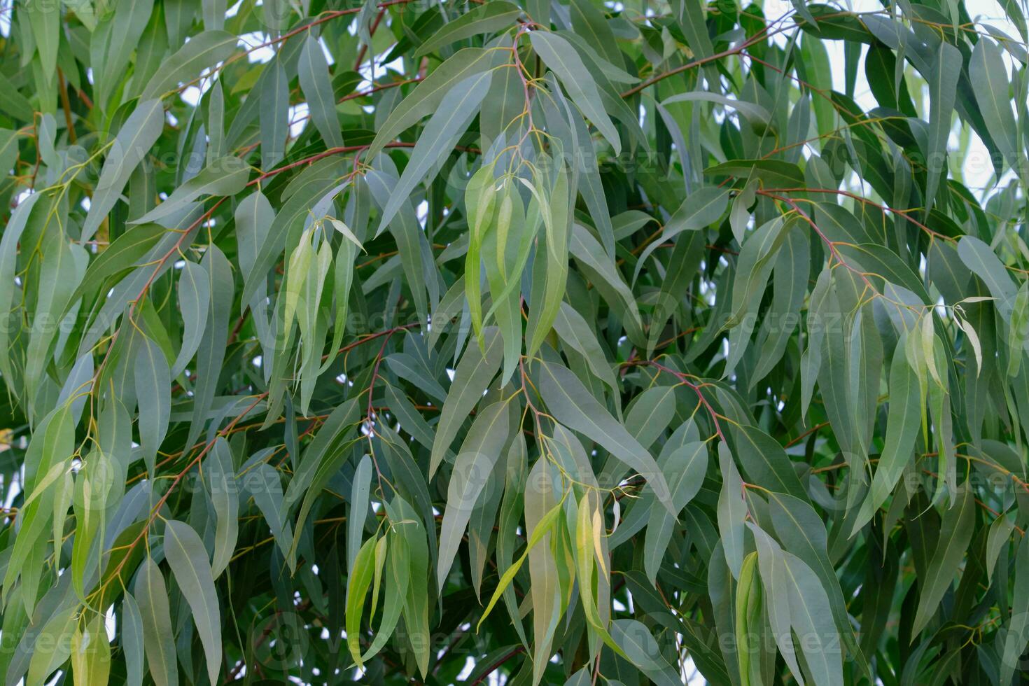 foglie di eucalipto. ramo di eucalipto albero natura sfondo foto