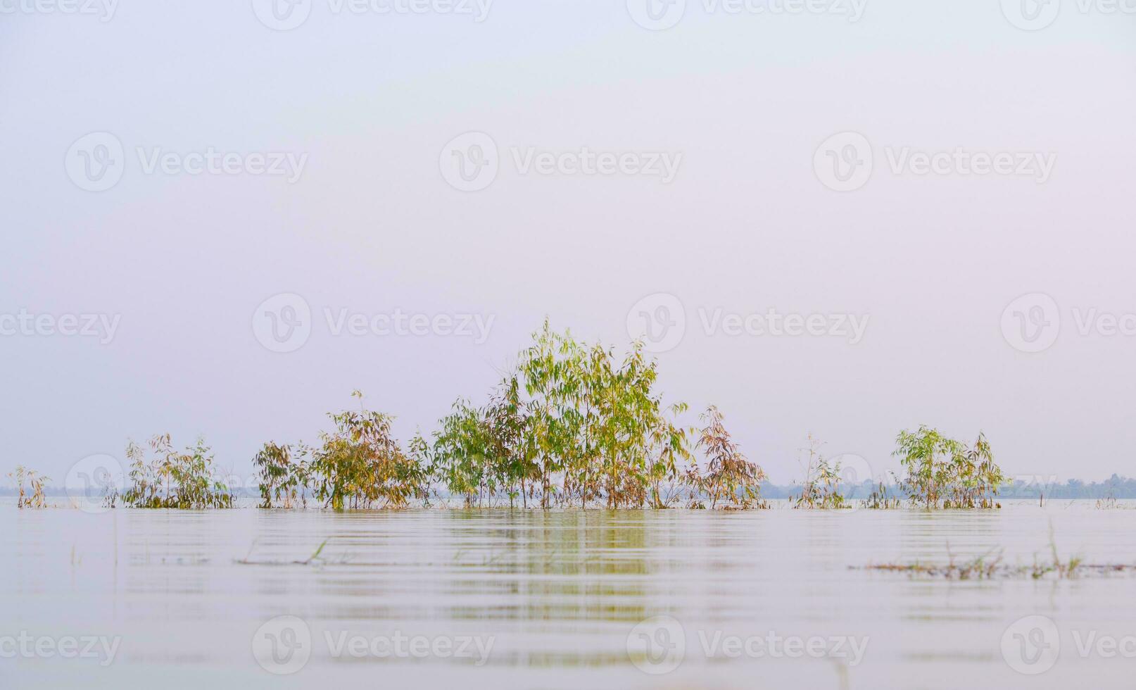 atmosfera mattina, eucalipto albero nel acqua foto