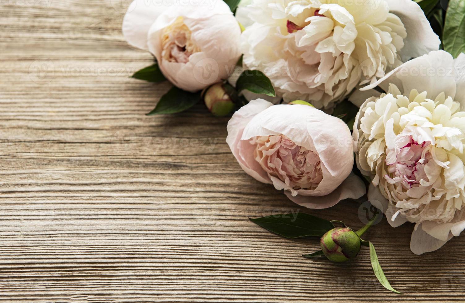 fiori di peonia rosa come un bordo foto