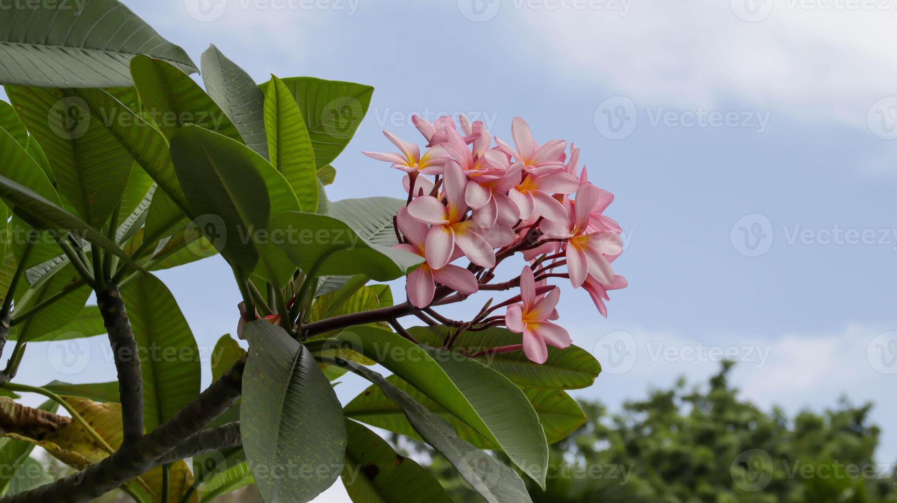 rosa frangipani fiore o rosa plumeria fiore con cielo sfondo. foto