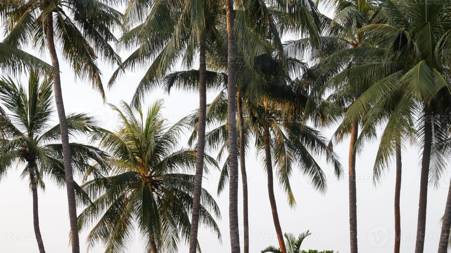 bellissimo tropicale Noce di cocco albero e blu cielo a il spiaggia per sfondo e sfondo. foto