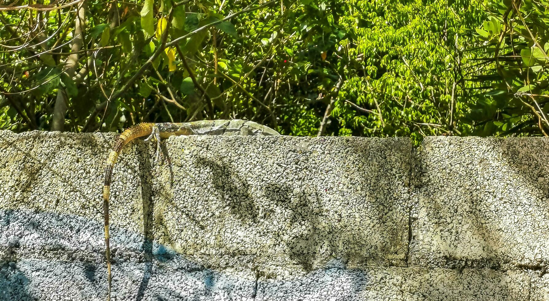 messicano iguana bugie su parete nel tropicale natura Messico. foto