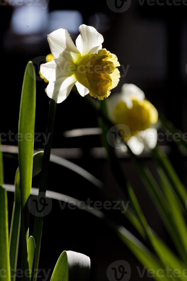 fiore giallo narciso in primavera, spagna foto