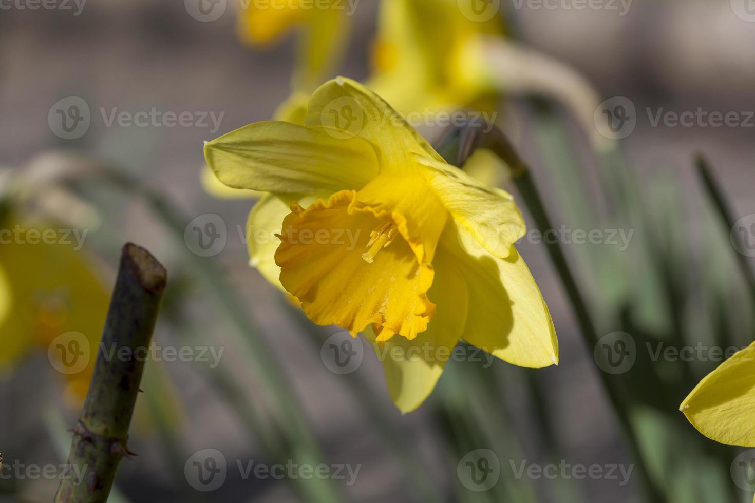 fiore giallo narciso in primavera, spagna foto