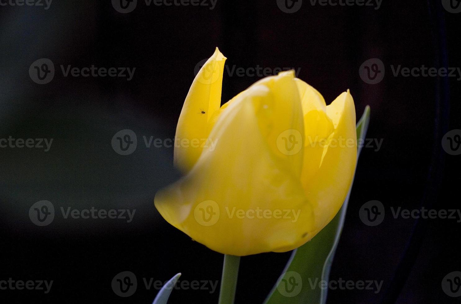 dettagli del fiore di tulipano giallo nel giardino, madrid spagna foto