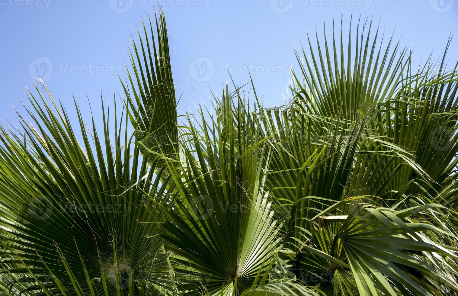 palme nella provincia di murcia, spagna foto