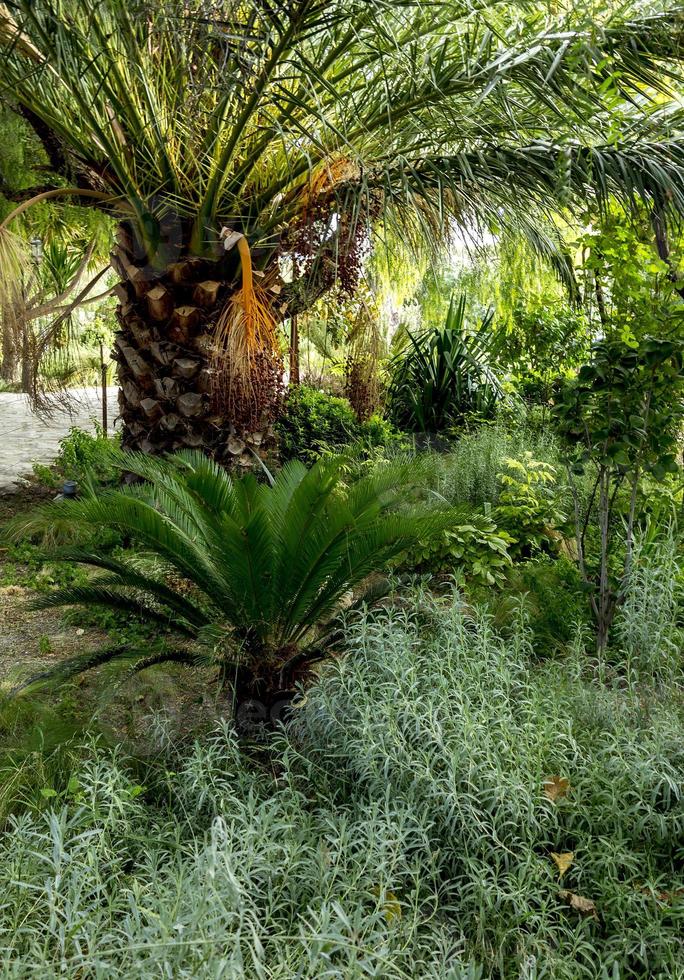 giardino alberato con palme a murcia, spagna foto