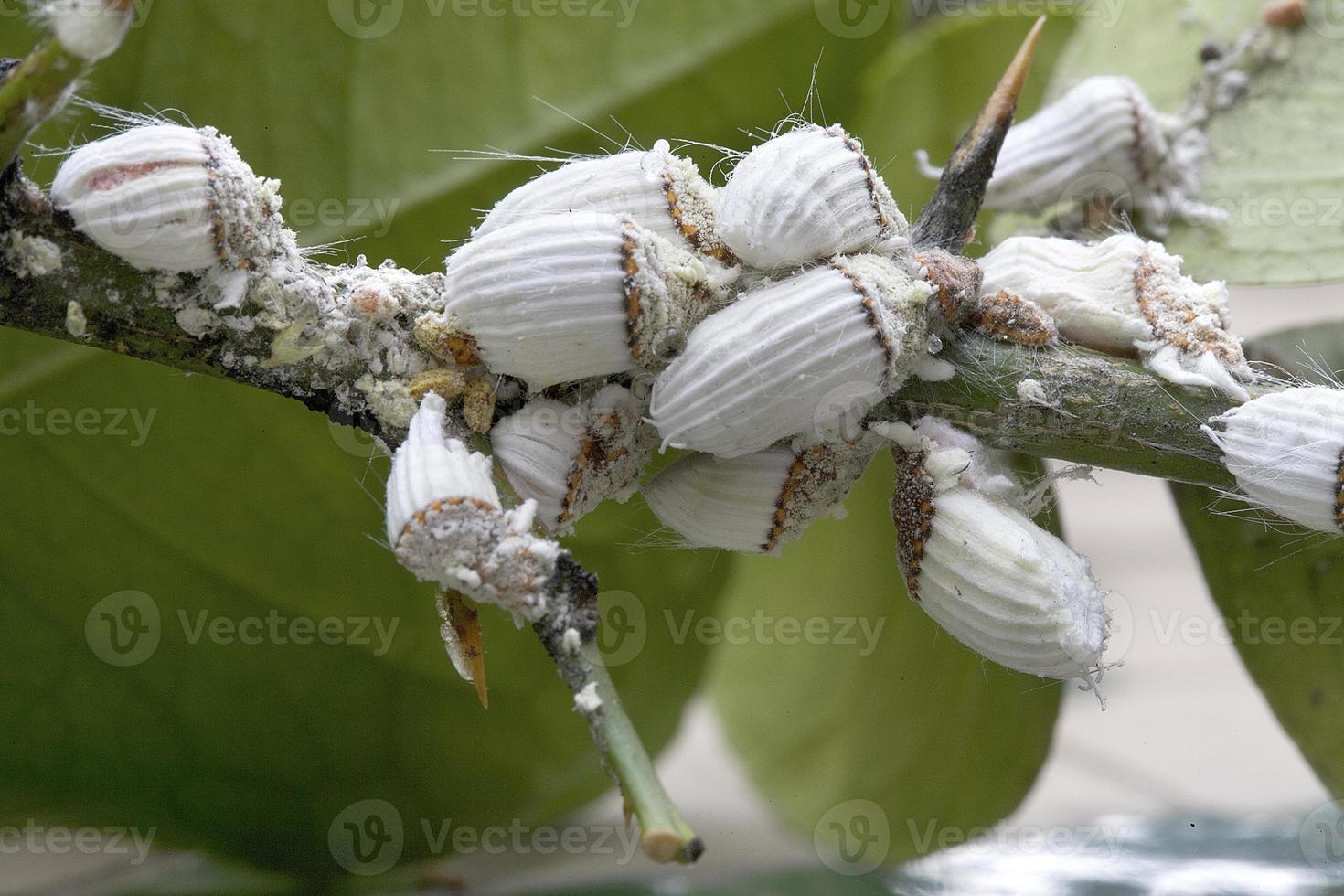 cocciniglia cotonosa negli alberi di limoni a madrid, spagna foto