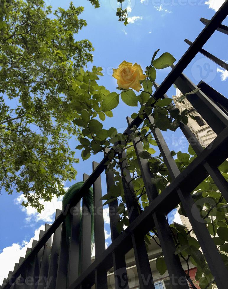 una rosa gialla lascia il recinto, madrid. Spagna foto