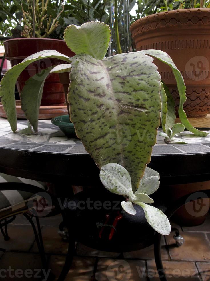 il kalanchoe, una pianta medicinale curativa, madrid spagna foto