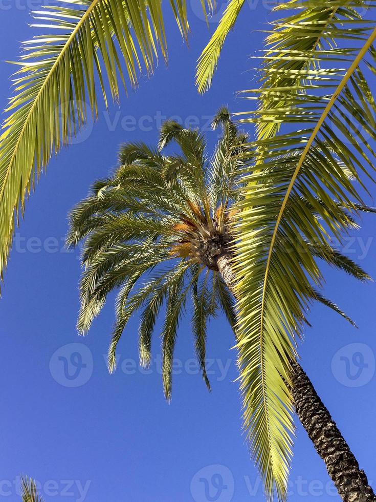 palme sotto il cielo blu, comunidad valenciana, spagna foto