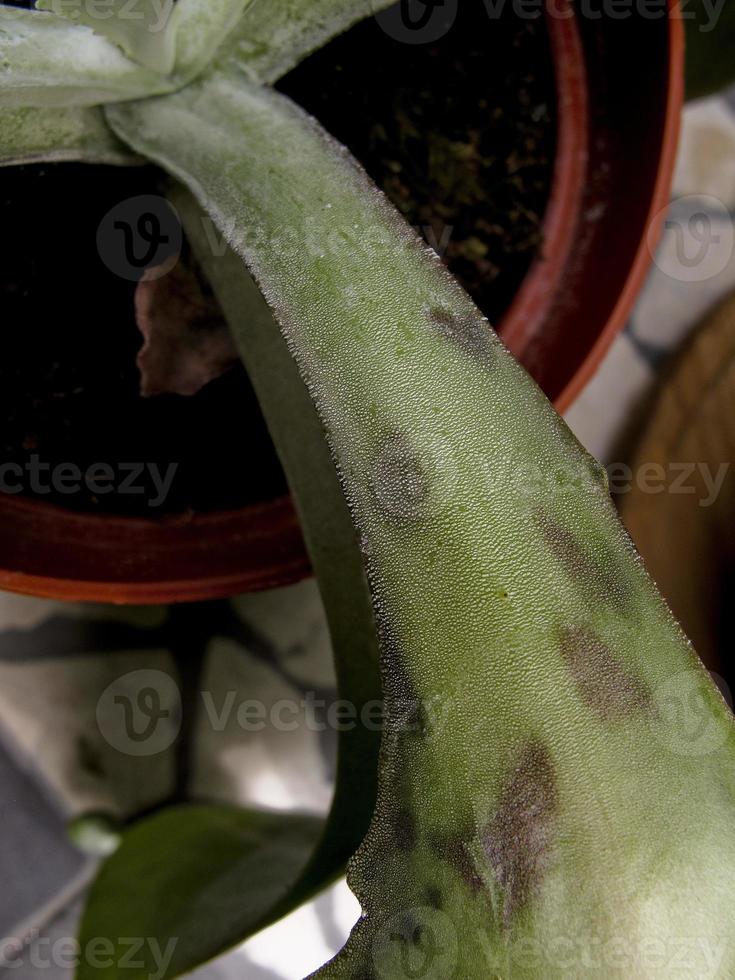 il kalanchoe, una pianta medicinale curativa, madrid spagna foto