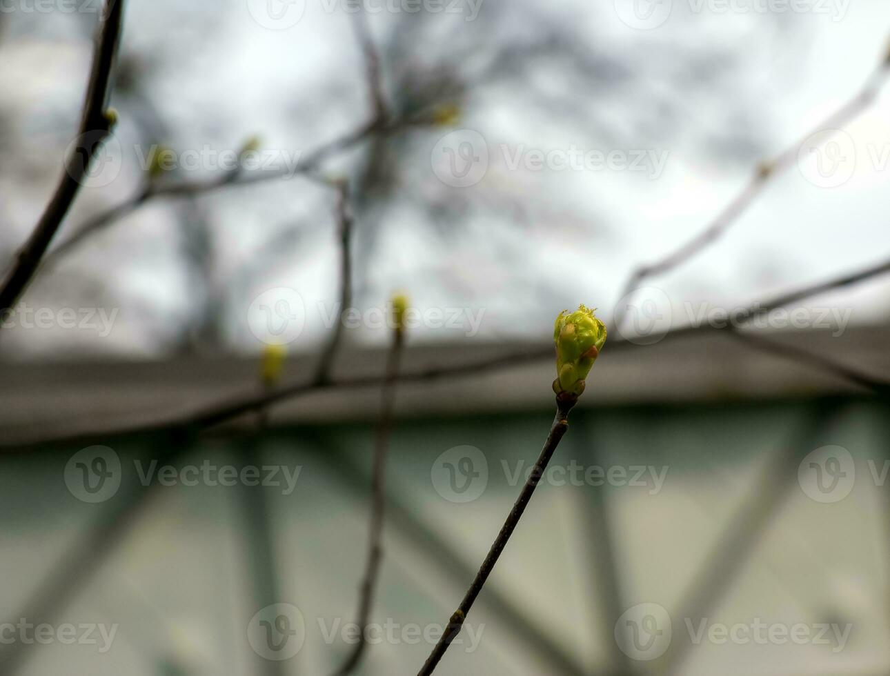 avvicinamento di il mini cuffie, stelo e piccolo giovane verde le foglie di sorbus torminalis l. soleggiato primavera giorno . foto