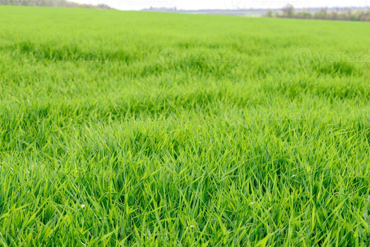 campo di trama di erba verde fresca come sfondo foto