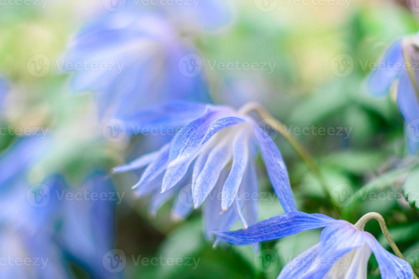 bellissimi fiori blu sullo sfondo di piante verdi. sfondo estivo foto