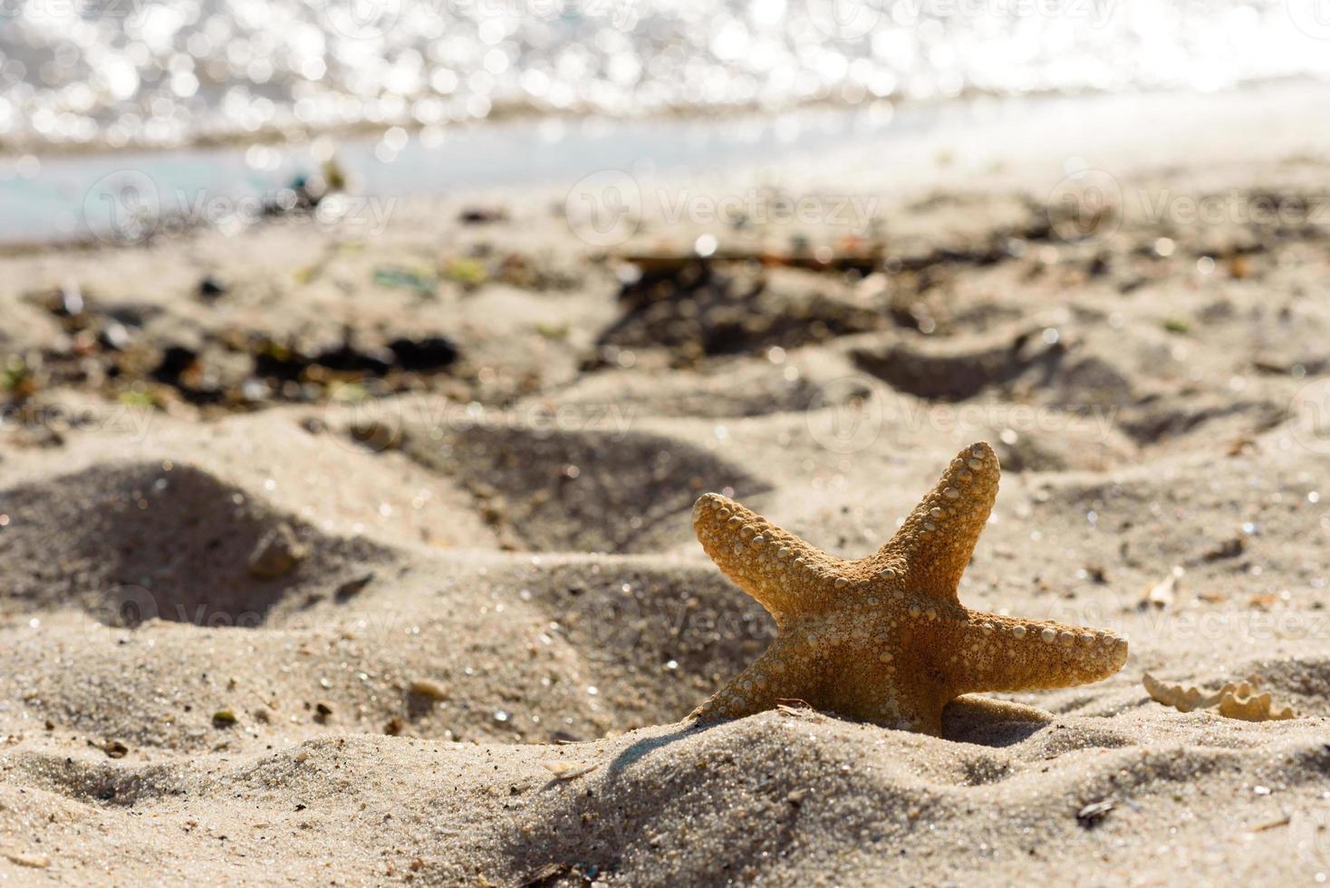 stella di mare sulla sabbia sull'oceano in una calda giornata estiva foto