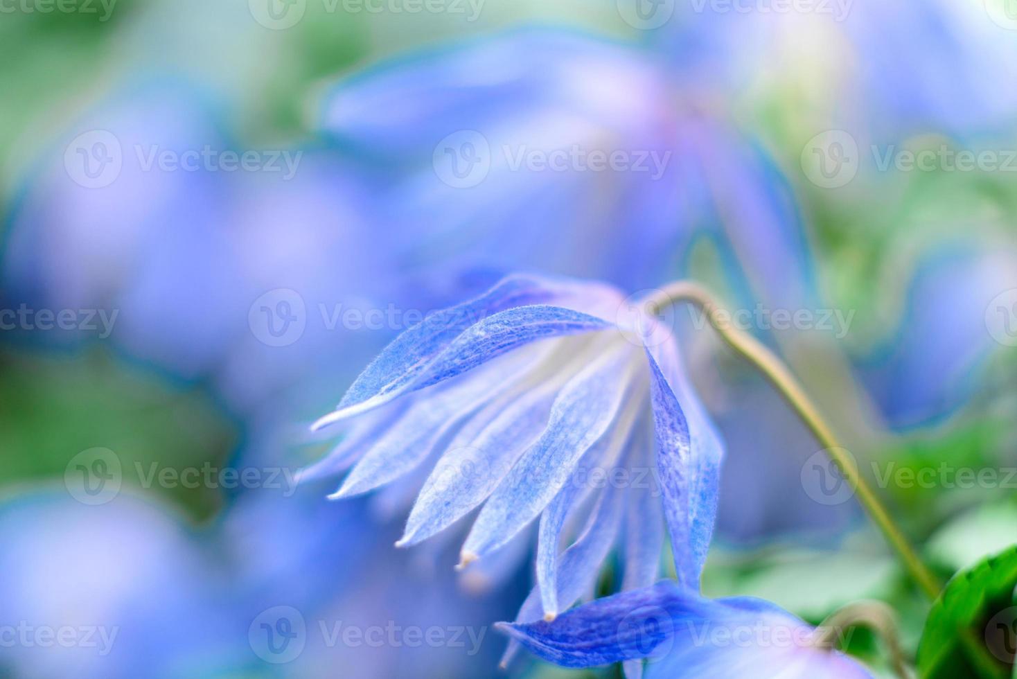 bellissimi fiori blu sullo sfondo di piante verdi. sfondo estivo foto