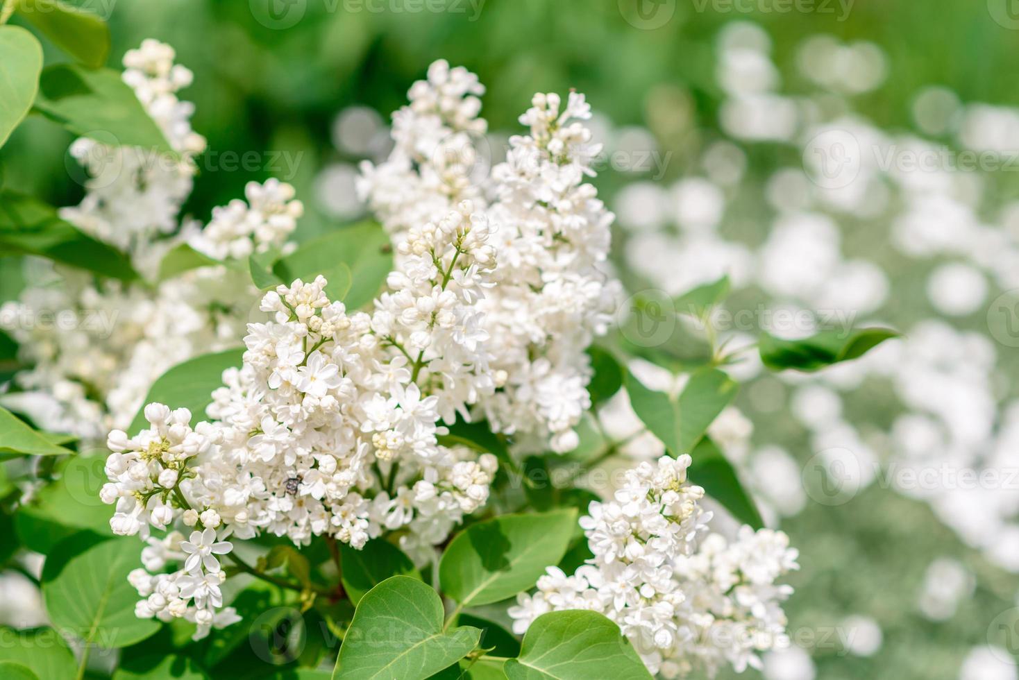 bellissimo cespuglio di lillà in fiore nel giardino. sfondo estivo foto