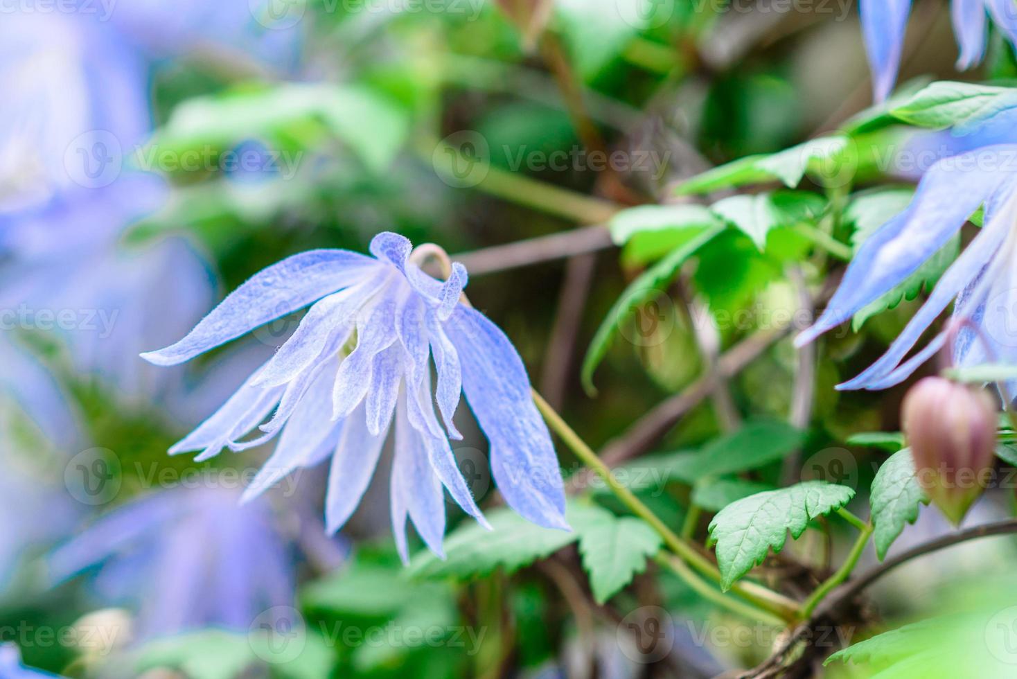 bellissimi fiori blu sullo sfondo di piante verdi. sfondo estivo foto