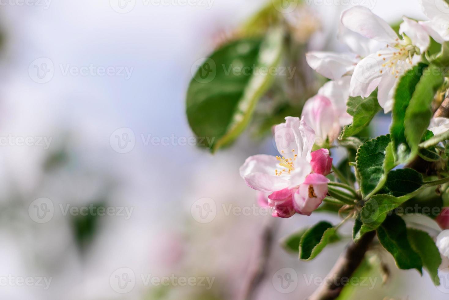 bellissimi fiori bianchi sullo sfondo di piante verdi. sfondo estivo foto