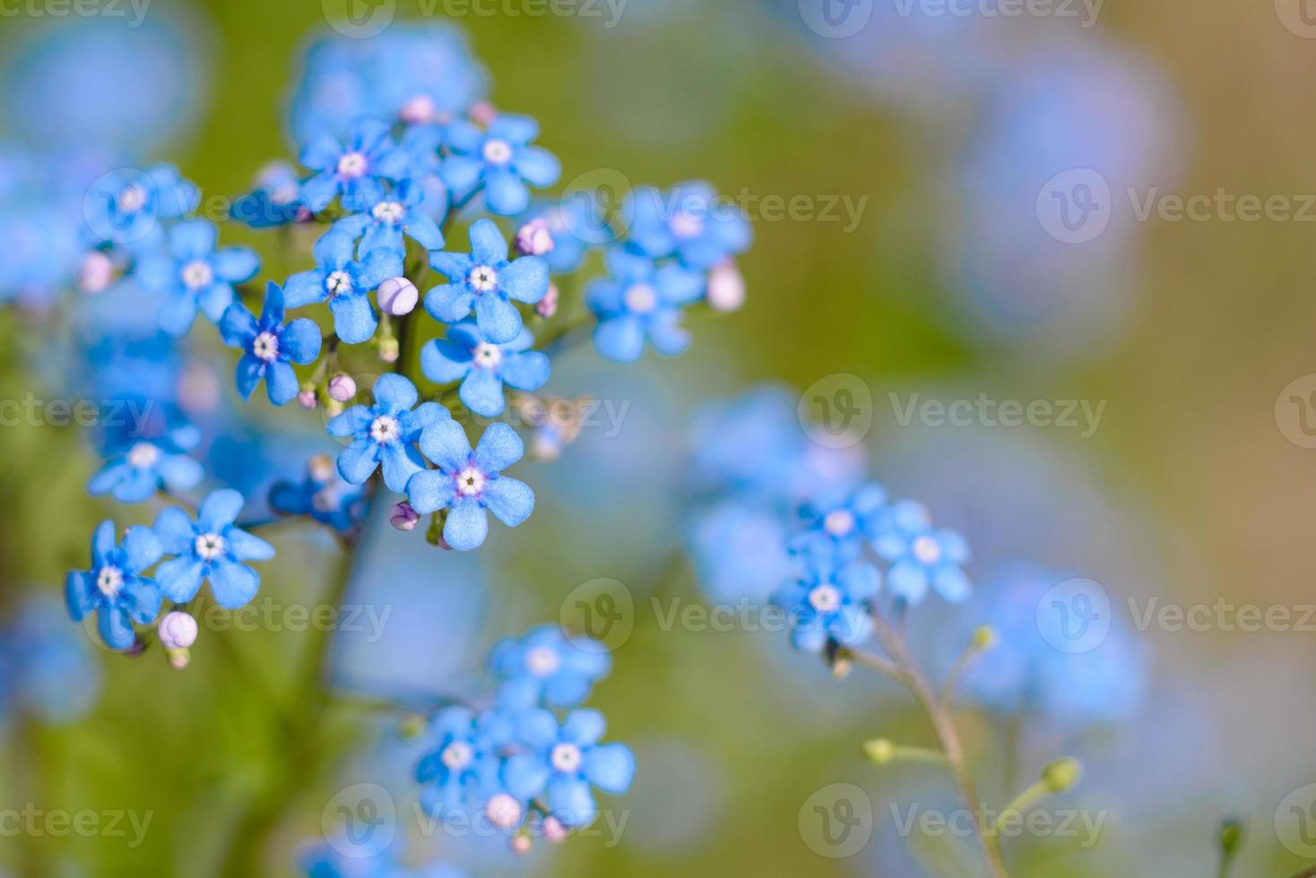 bellissimi fiori blu nel giardino estivo sullo sfondo di piante verdi foto