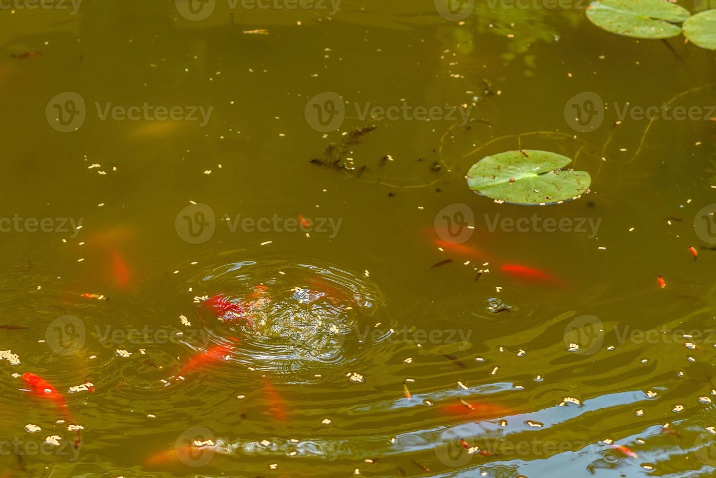 nutrire una bella carpa rossa in uno stagno domestico foto