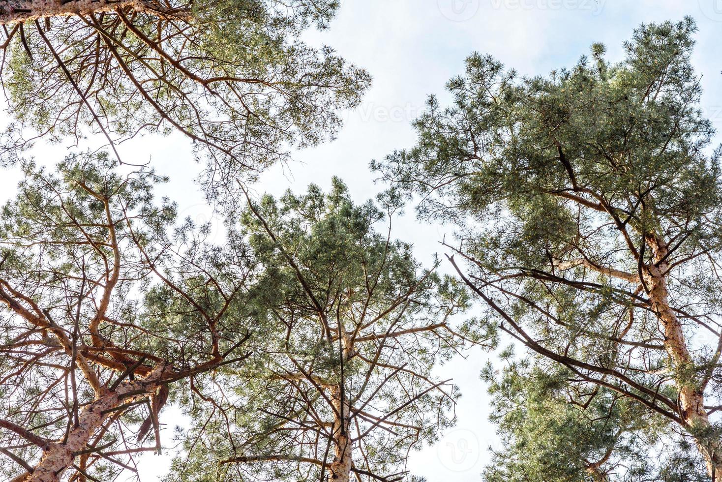 bellissima foresta con alti pini fuori città in una calda giornata estiva foto